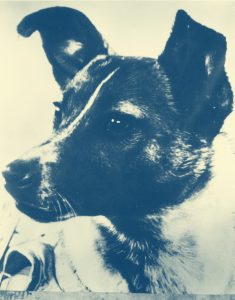 Sputnik Dog